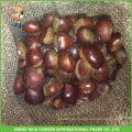 Las mejores especies de castañas chinas - Chestnut fresco para la venta